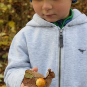 duběnka